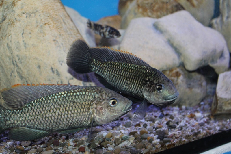 Oreochromis shiranus